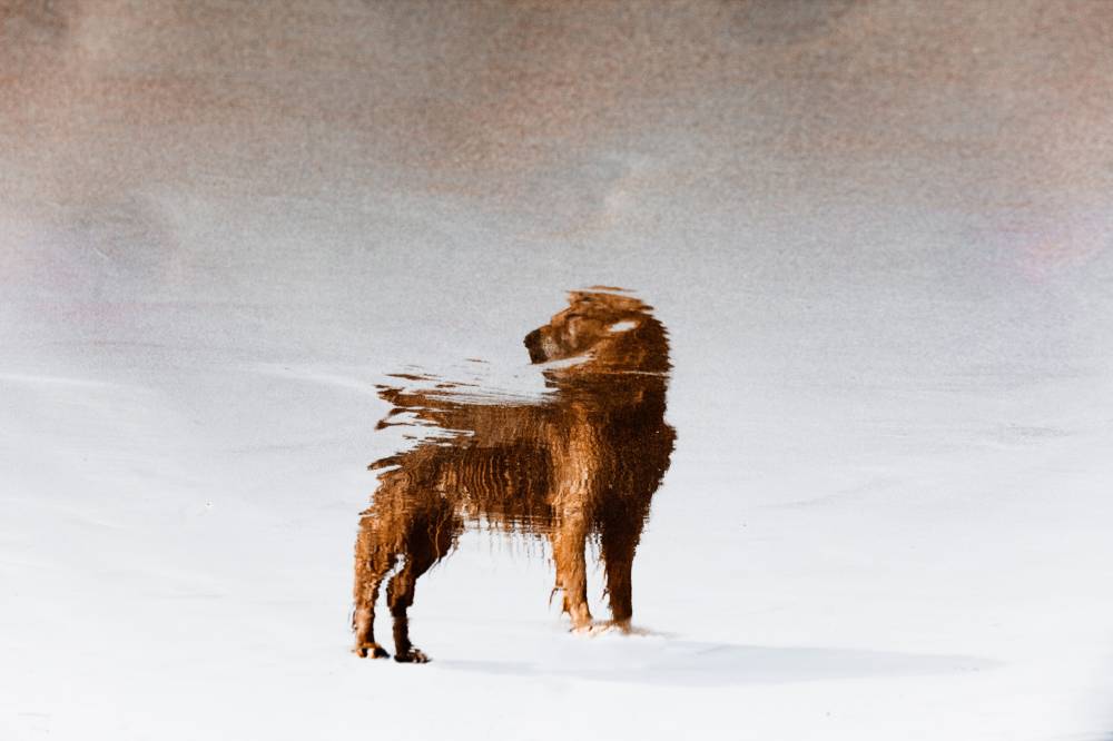 Jupiters hound.